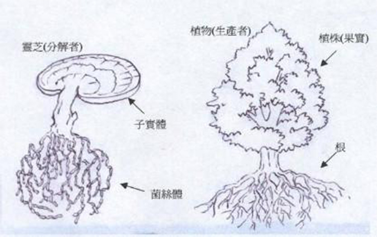 918博天娱乐官网生活史